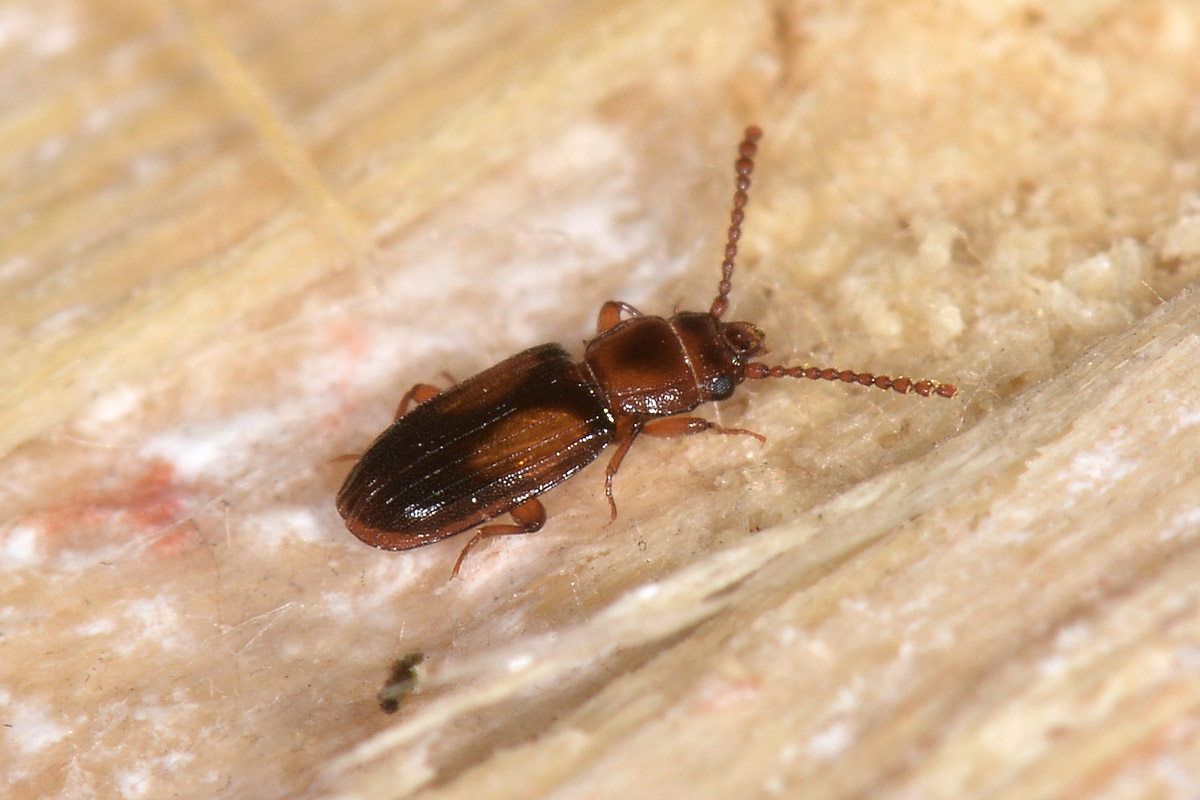Laemophloeidae: Laemophloeus monilis? S, femmina